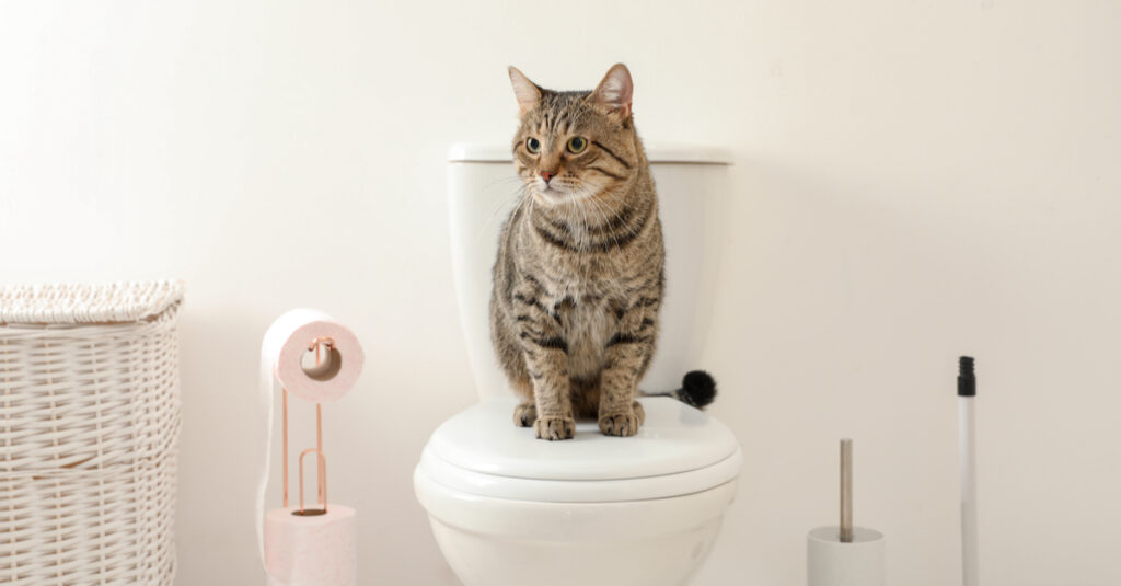 cat sitting on a toilet