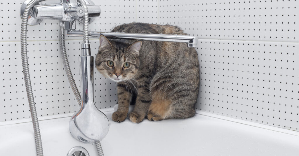 Cat in Bathroom at Night- Is It OK?