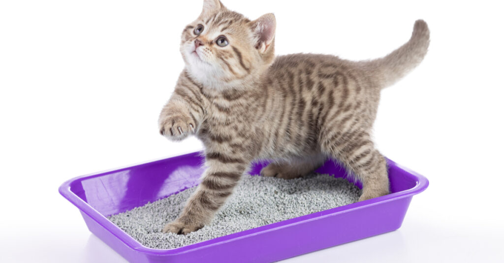 When Do Kittens Start Cleaning Themselves?