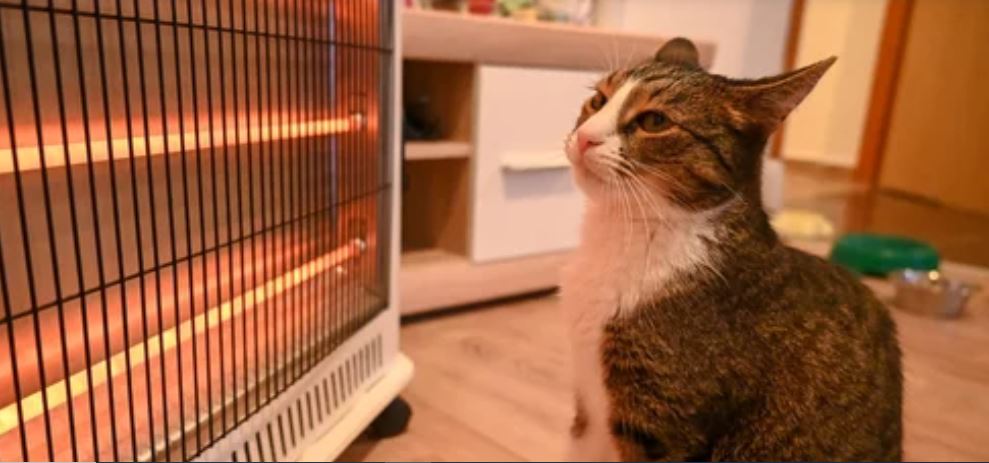 Is It Okay for My Cat to Sit in Front of The Heater?
