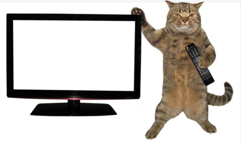 How To Stop Cat from Climbing on TV?
