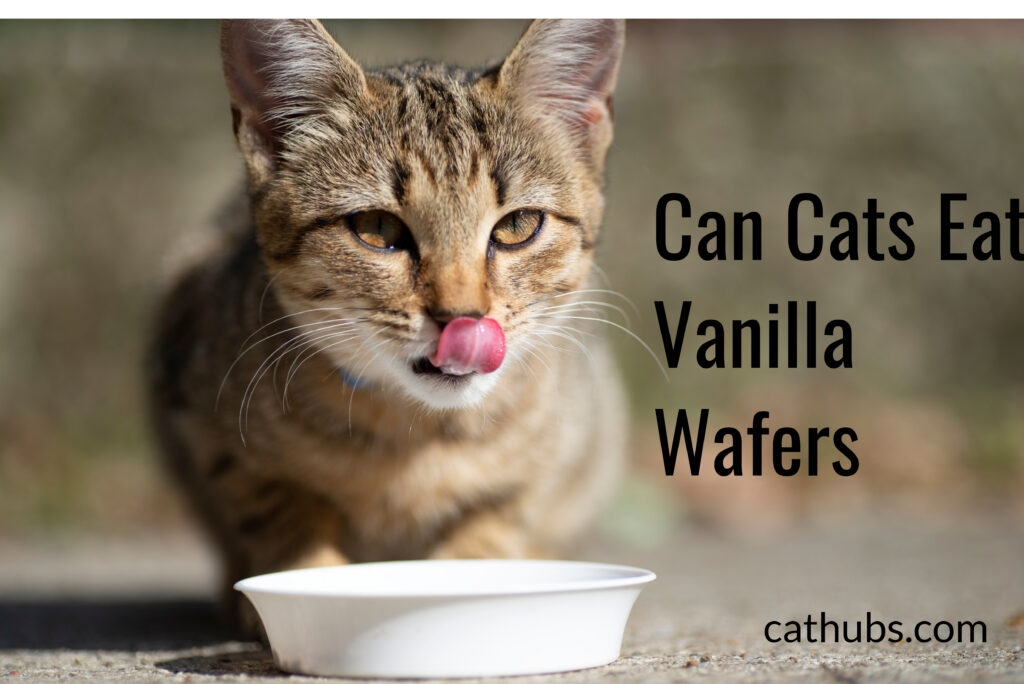 Can Cats Eat Vanilla Wafers