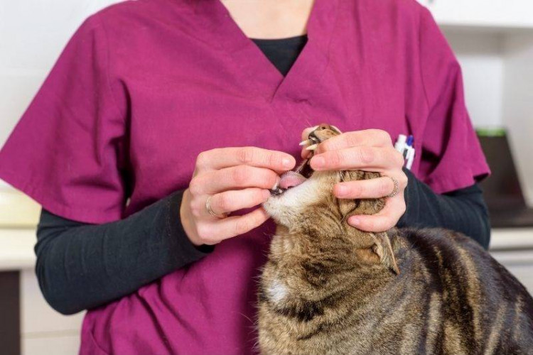 Giving your cat dewormer