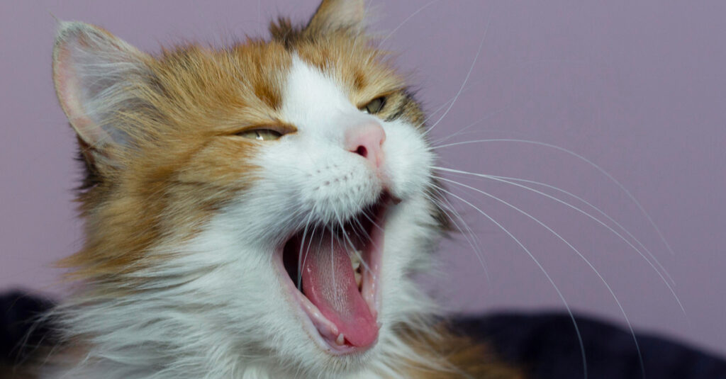 new kitten sneezing