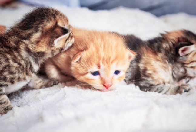 Can Cat Give Birth to Only One Kitten?