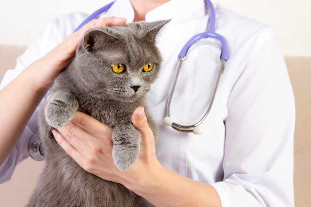 common cat illnesses