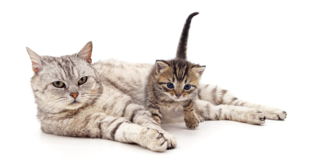 Why Do Cats Favor One Kitten Over Another?