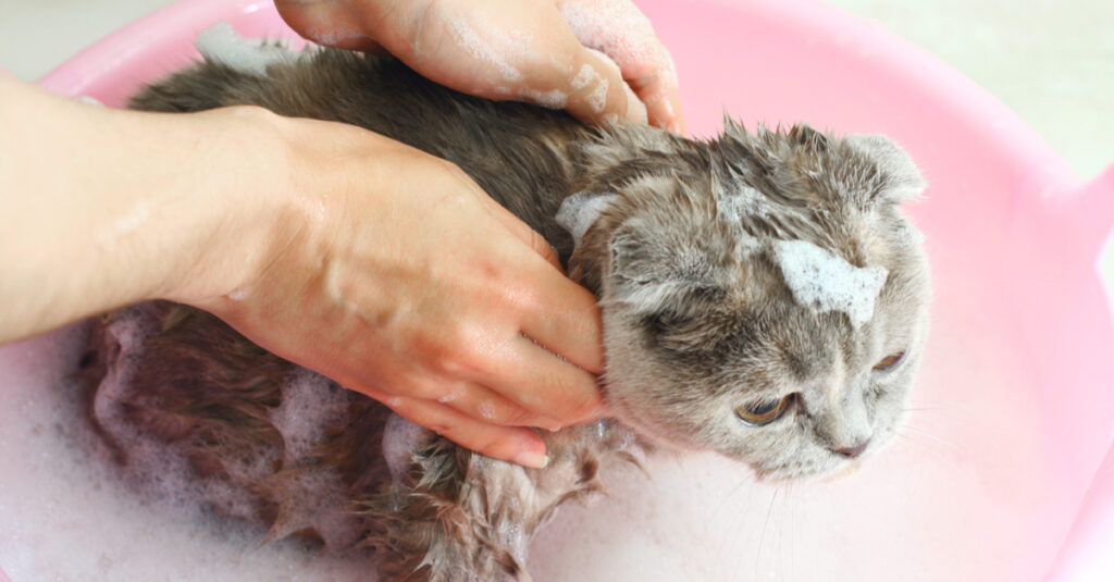 Is Human Shampoo Toxic to Cats?