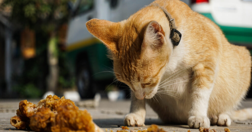 cat will only eat chicken