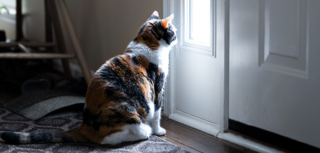 Is It Cruel to Keep Cat Out of Bedroom?