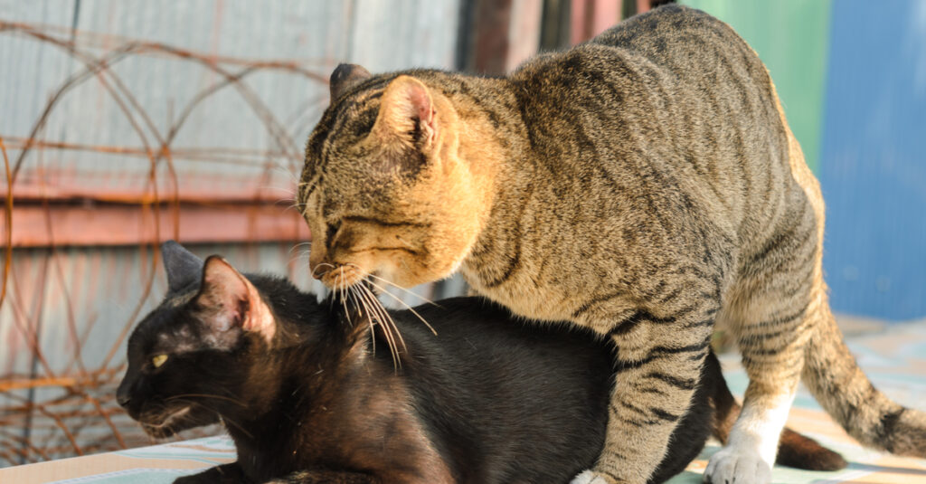 neutered cat mounting female