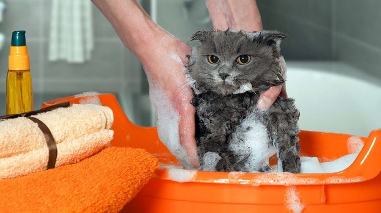 Can I use baby shampoo on cats