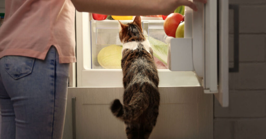 a cat obsessed with the fridge