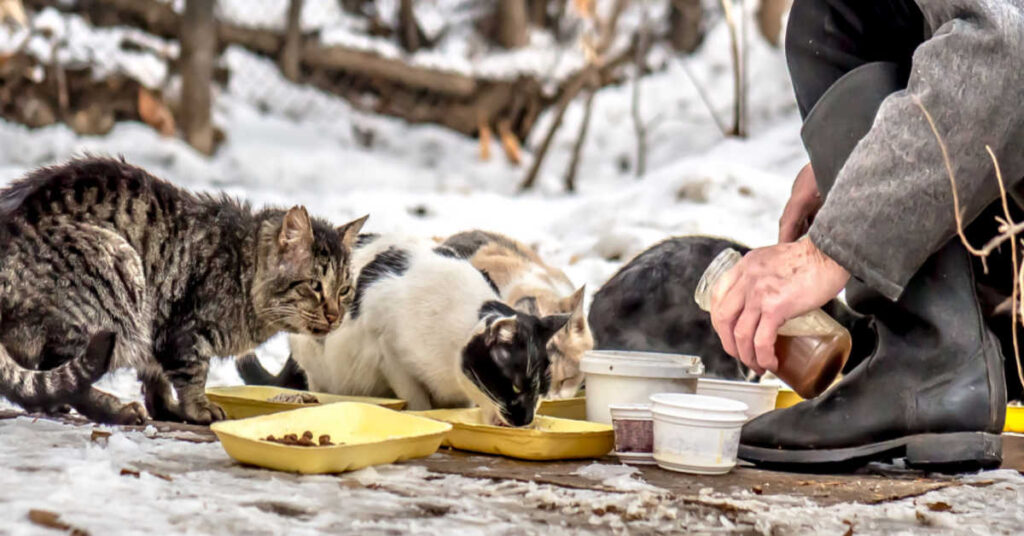 What to  Give a Stray Cat to Eat?