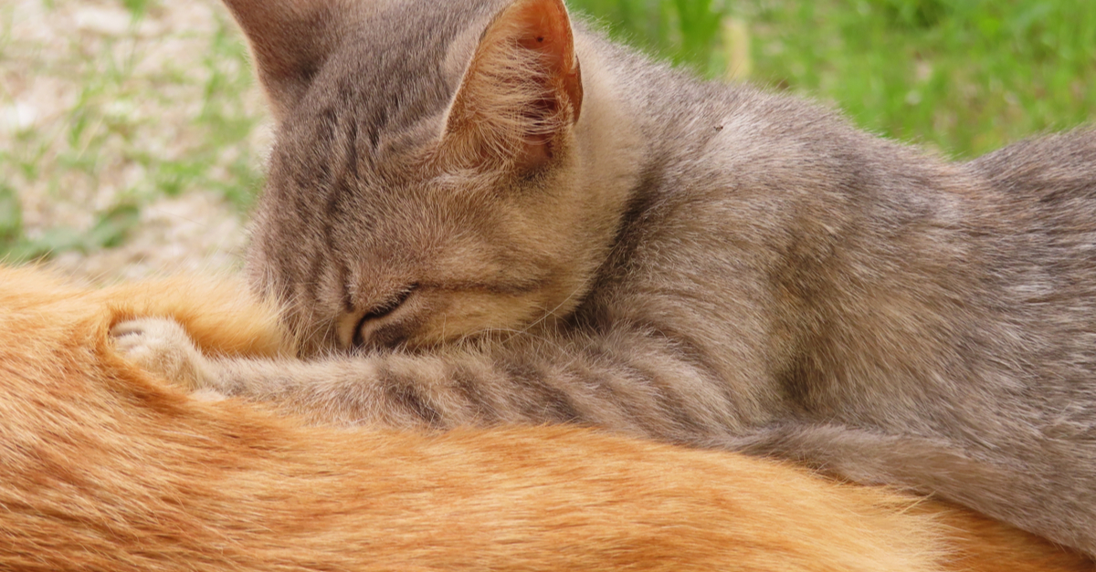 How To Get Kitten to Stop Nursing on Sibling