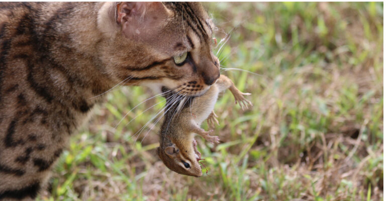 Can Cat Eat Chipmunks 
