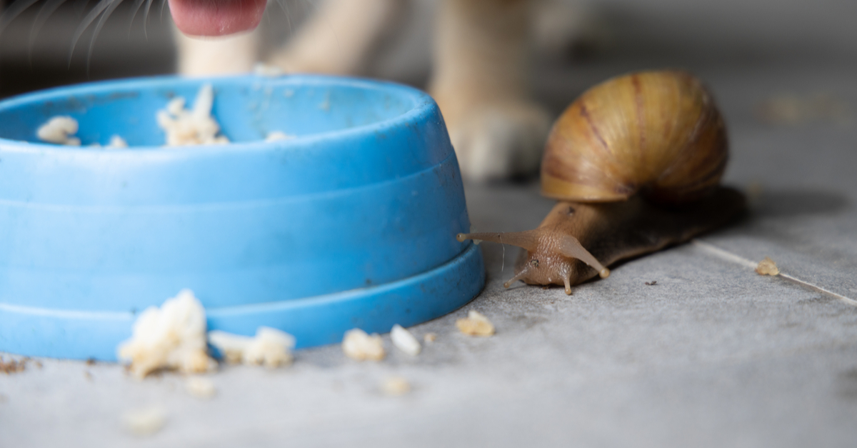 How To Keep Slugs Out of Cat Food [Simple Tricks!]