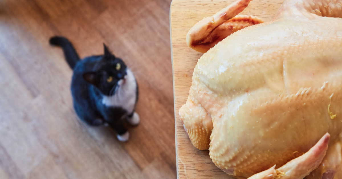 Can Cats Eat Cornish Hens?  Can Meat Cause IBD In Cats?