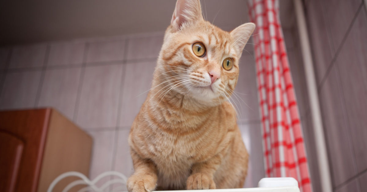 Why Do Cats Cry At Night? [And How to Stop Them]