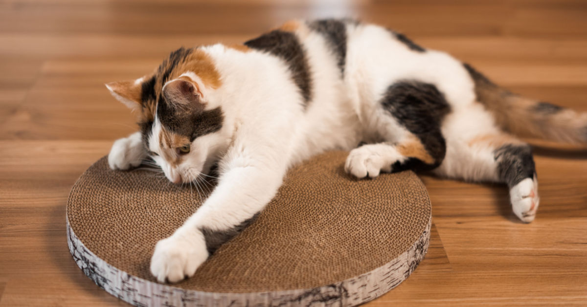 How to Stop Cat Scratching Carpet for  Attention