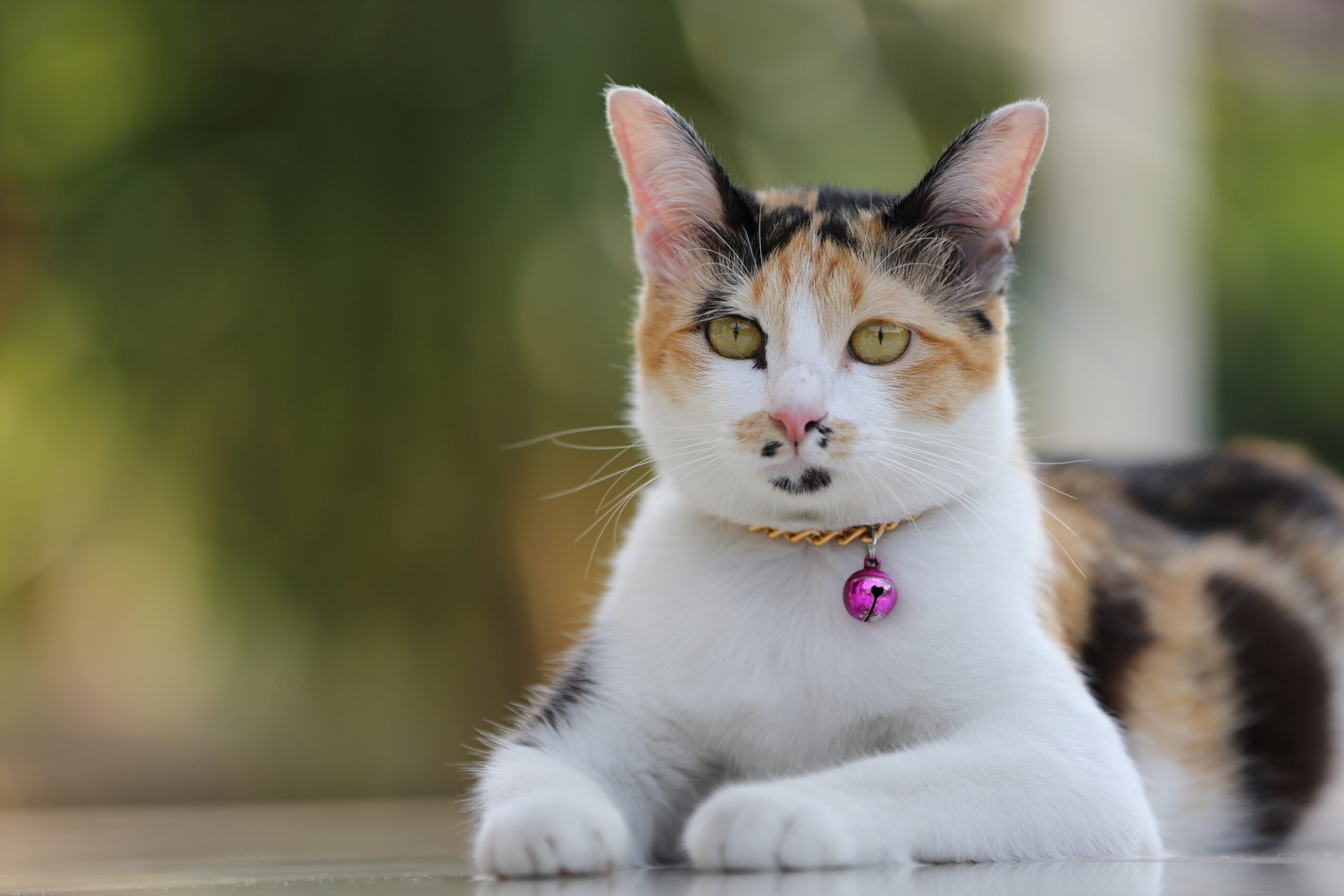 Breeds of Cats with Long Ears (Comprehensive Guide)