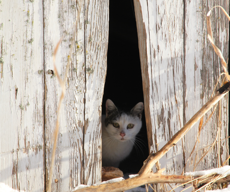 Where Do Feral Cats Go To Die?