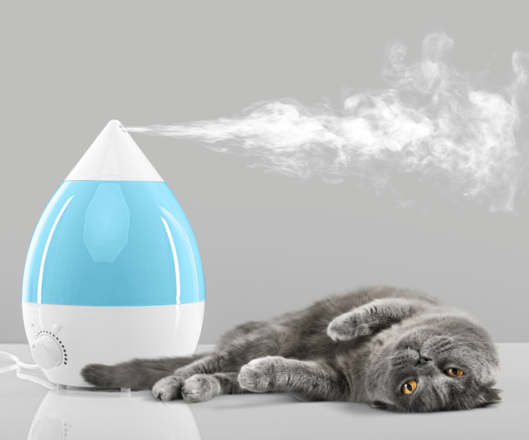 Best Humidifier for Cats