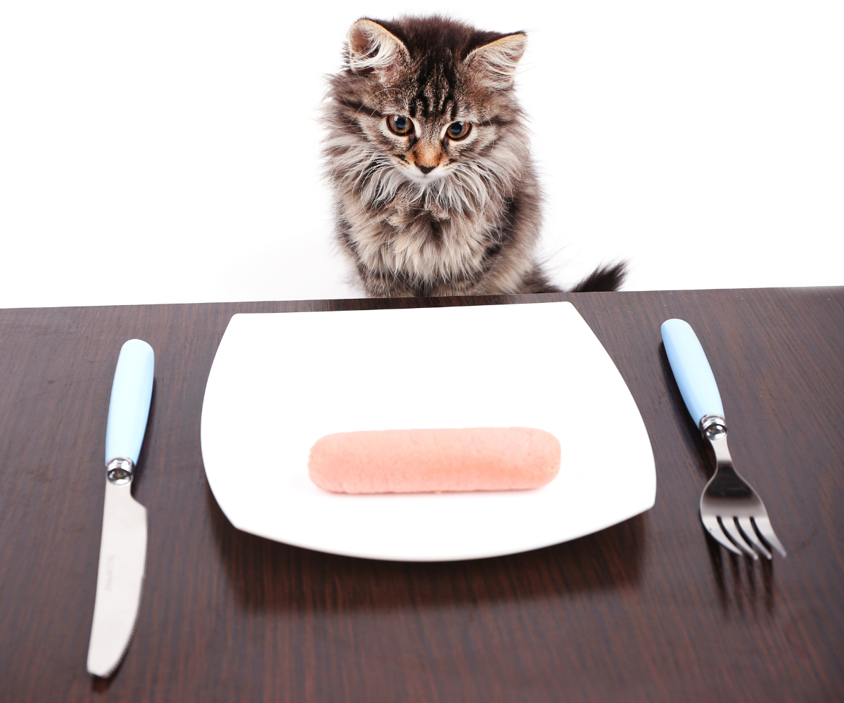 Can Cats Eat Hot Dogs? What You Need to Know