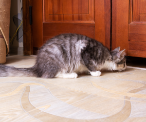 How to Keep a Cat Out of a Room (Pet Owner Tips)