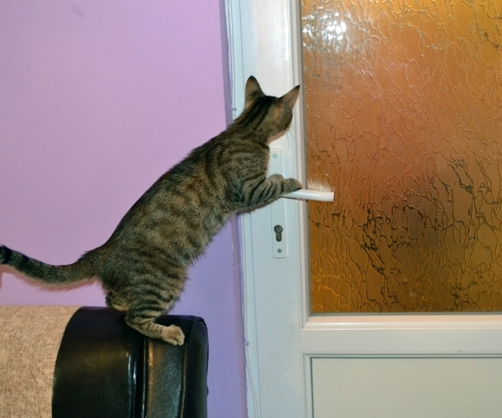 Tabby cat standing on the back of a chair trying to open a closed door