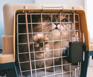 How to Get an Aggressive Cat into a Pet Carrier