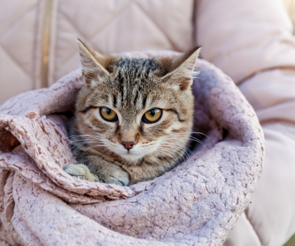 Cat wrapped in a blanket to restrain it