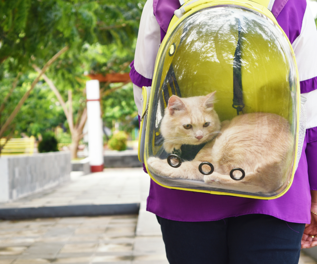 A cat in a clear front backpack style pet carrier