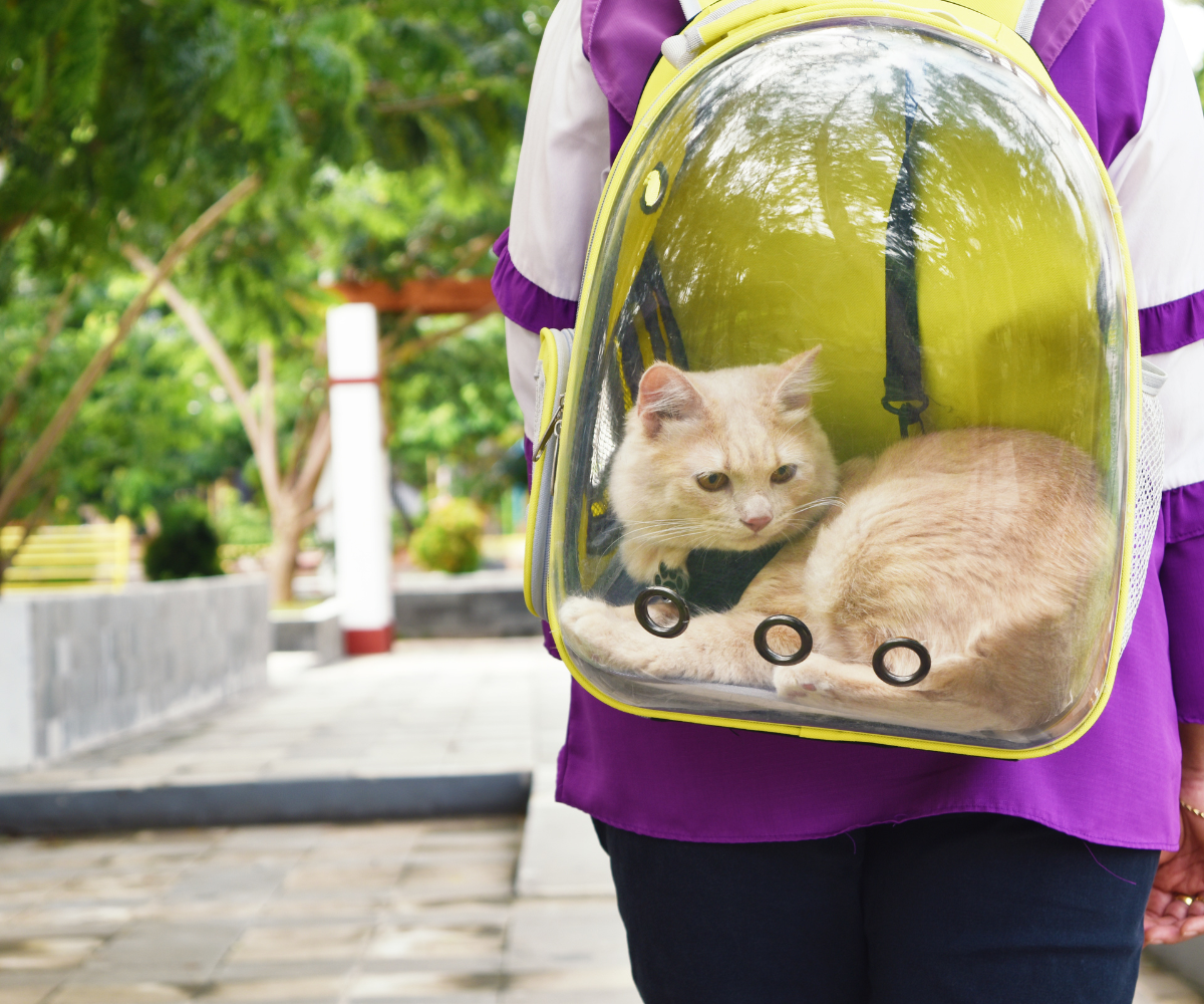 How to Get an Aggressive Cat into a Pet Carrier