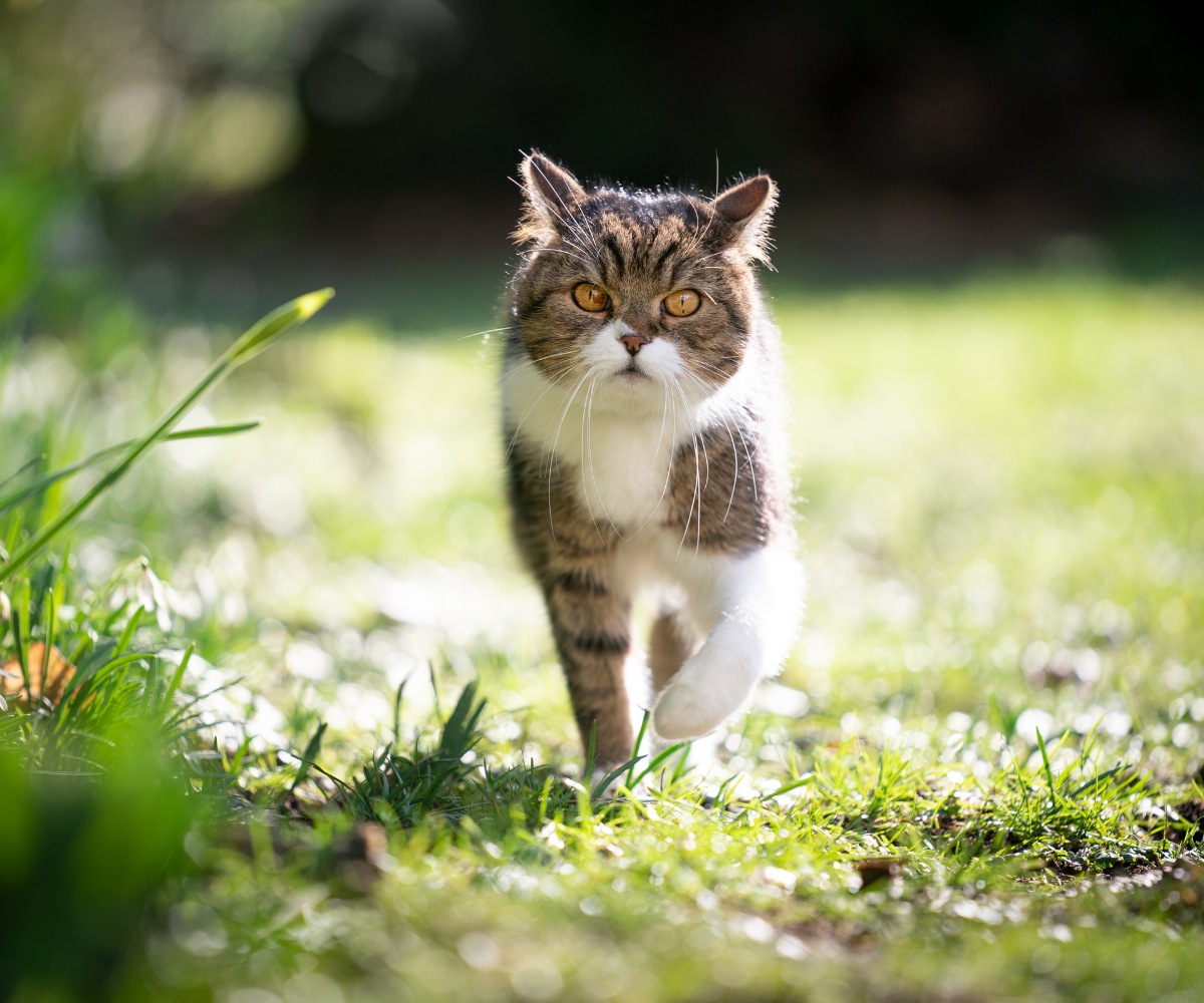 How to Keep an Outdoor Cat from Running Away