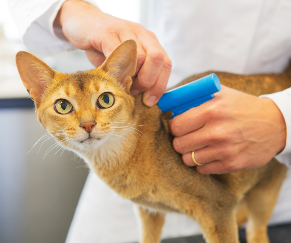 An orange tabby cat being microchipped by a vet