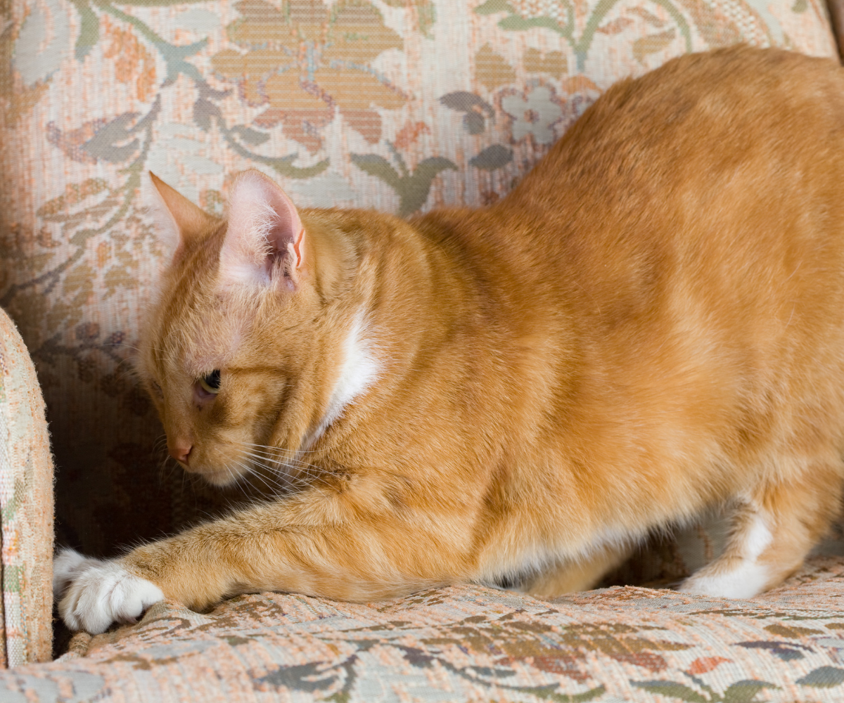 How to Keep a Cat from Scratching Furniture with Vinegar