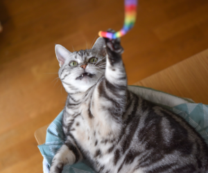 Why Do Cats Like String and Is It Safe for Play?