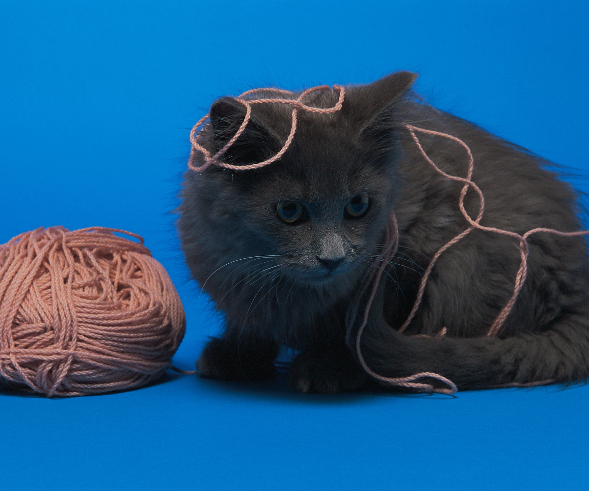 Why Do Cats Like String and Is It Safe for Play?