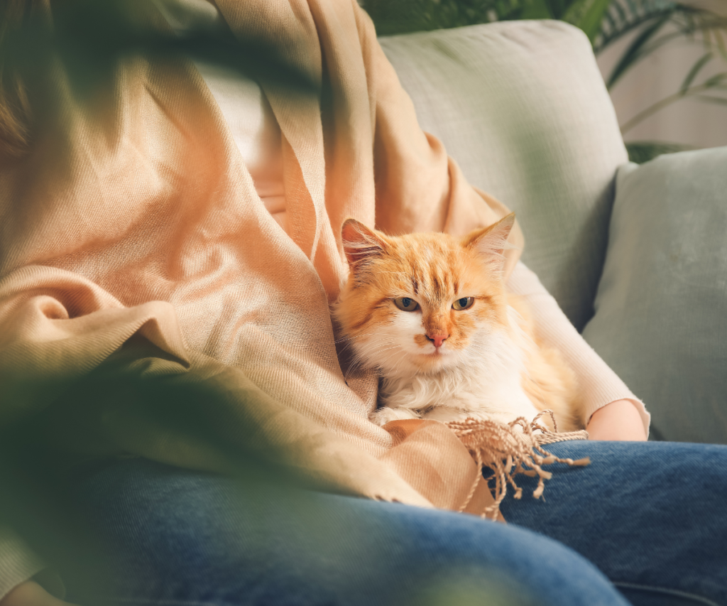 A cat sitting with a person covered with a blanket