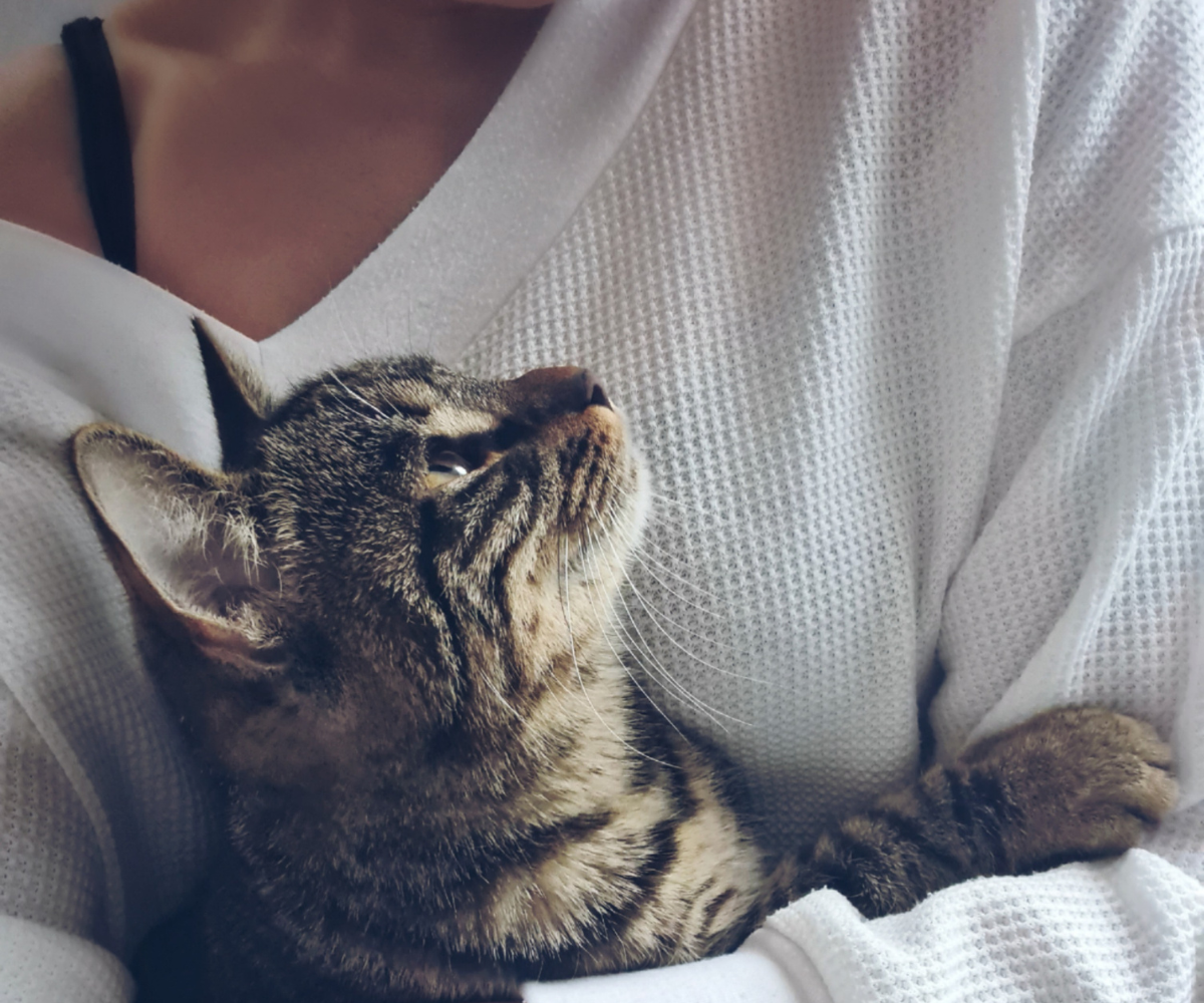 Can Cats Sense Emotions? Do They Know When You Are Sad?