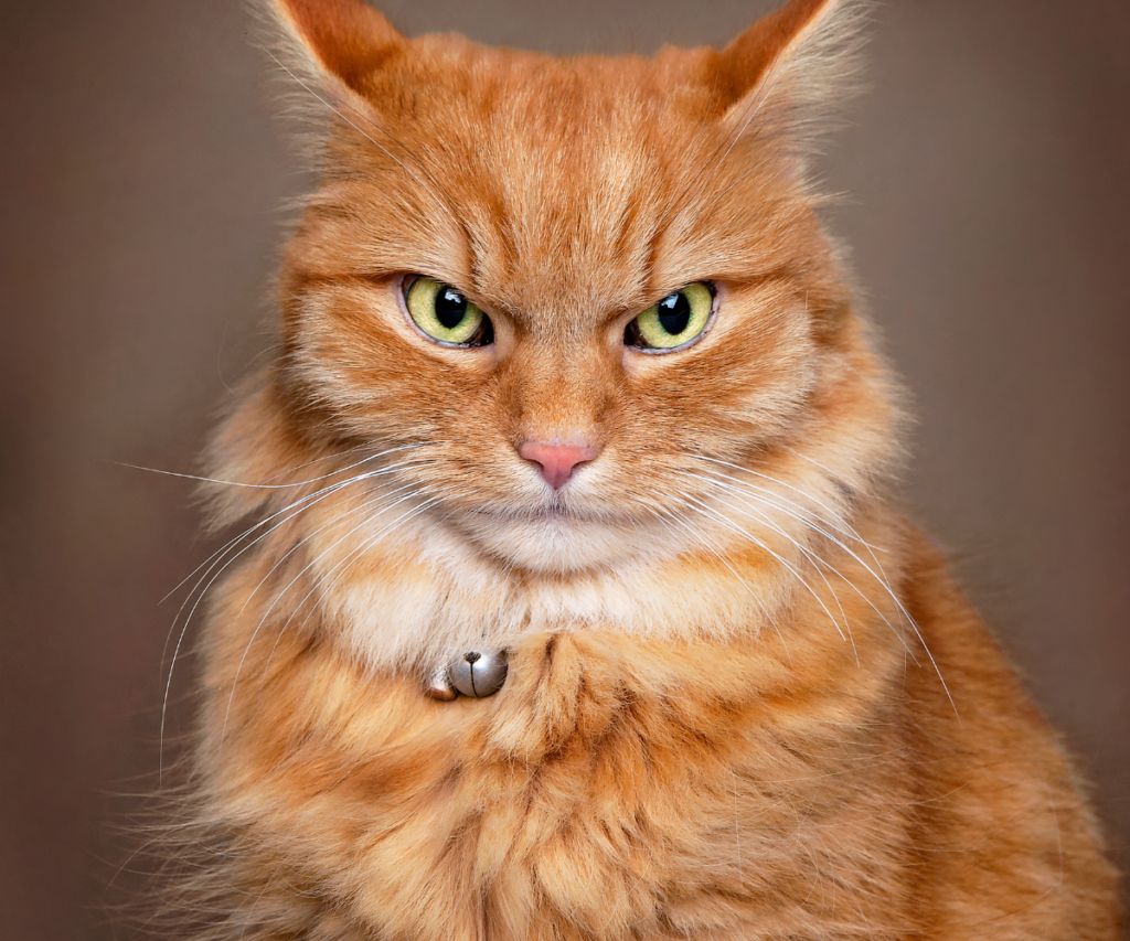 An angry looking ginger cat with ears back