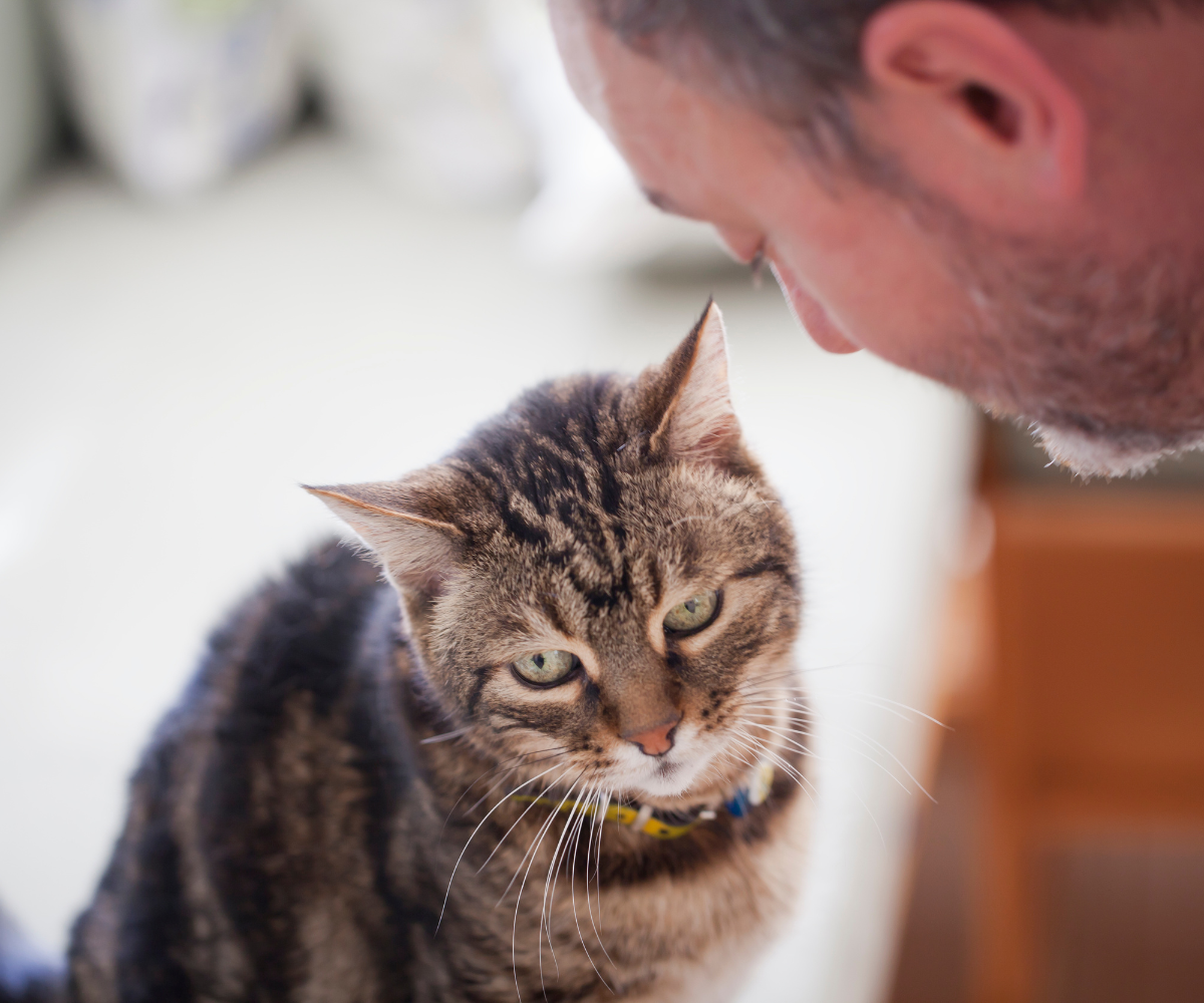 can-cats-understand-english-or-other-human-languages