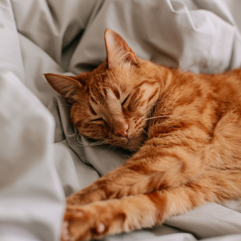 How to Keep a Cat Off Your Bed at Night So You Can Sleep