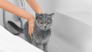 How to Bathe Your Cat Without Losing Your Mind: A Complete Guide