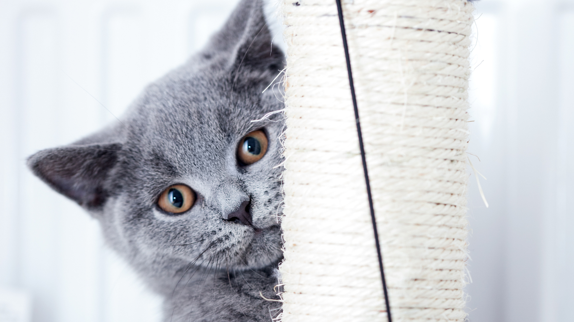 100 Gray Cat Names: Perfect Names for Your Silver Beauty