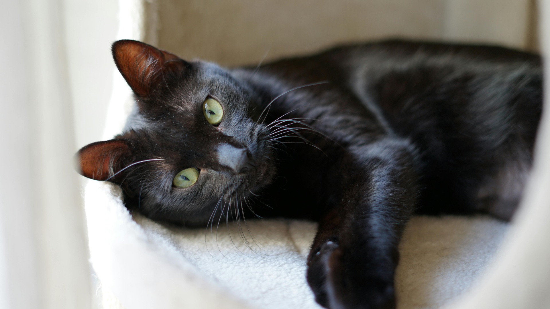 100 Black Cat Names: Perfect Picks for Your Midnight Companion