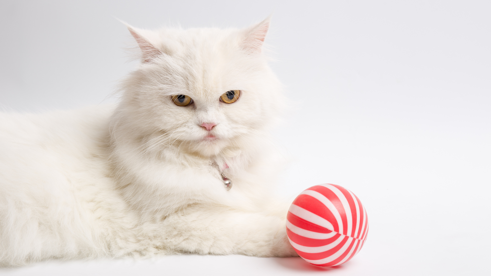100 White Cat Names: Beautiful Names for Your Snowy Companion