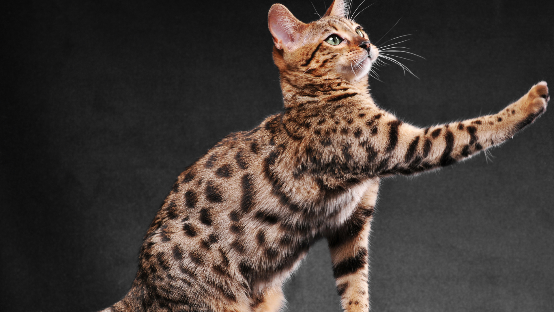 The Complete Guide to Popular Cat Colors and Breeds: Find Your Perfect Feline Match