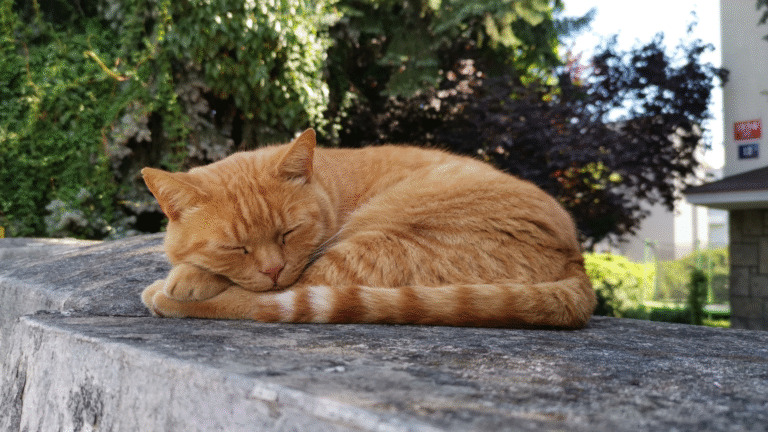 100 Orange Tabby Cat Names: Sunny Names for Your Ginger Beauty
